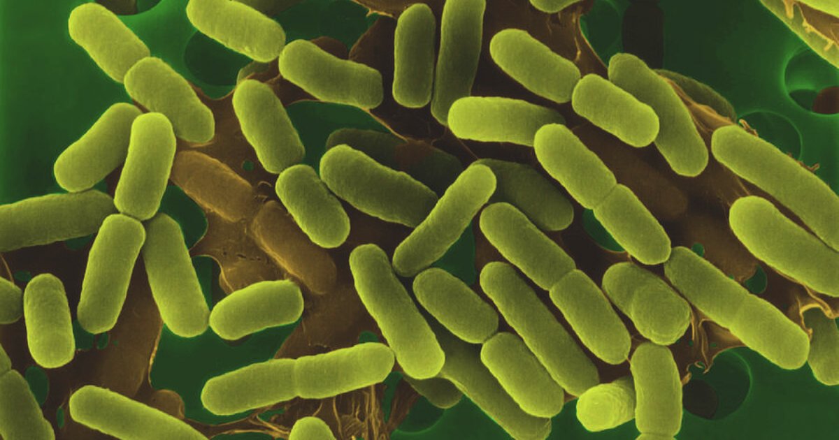 FDA وEverything Sprouts: لا تقارير حالات مرتبطة بالدفعات حتى الآن