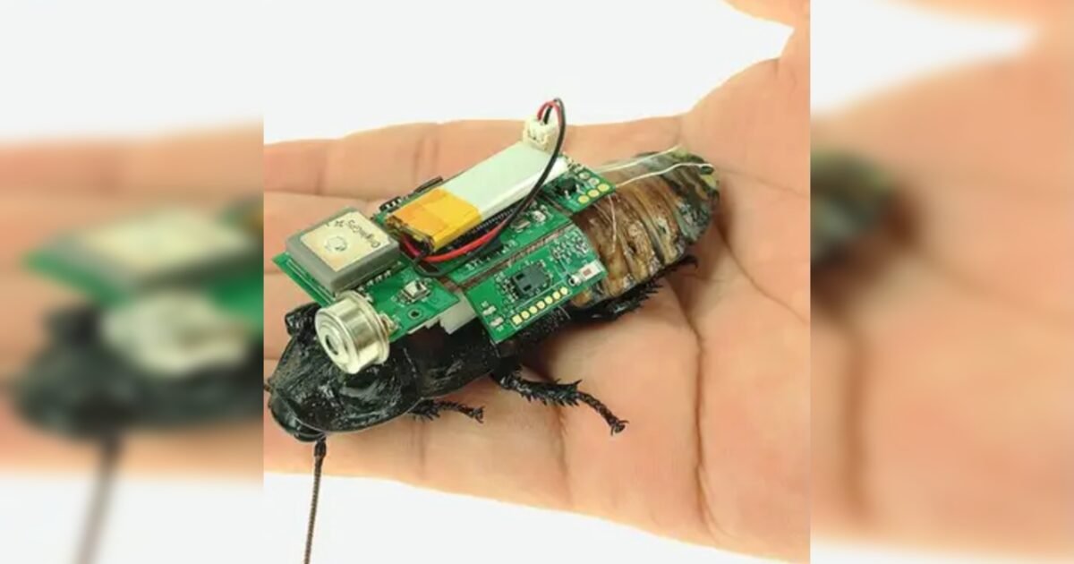مشروع أسترالي: صراصير مزوَّدة بإلكترونيات دقيقة للدخول بين الأنقاض - صورة مميزة صورة مميزة: مشروع أسترالي: صراصير مزوَّدة بإلكترونيات دقيقة للدخول بين الأنقاض