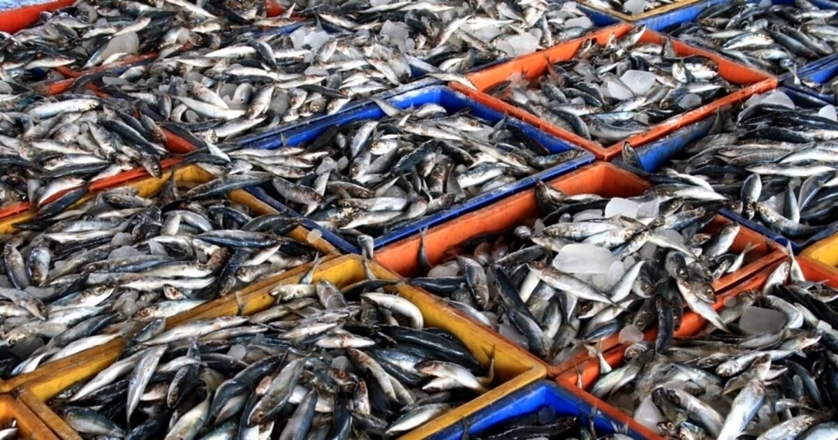 وجود مادة وراثية لهربس في سردين جنوب أفريقيا لا يثبت سبب النفوق