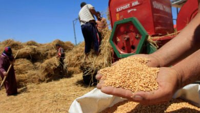المغرب يعمل على استيراد 2.5 مليون طن من القمح
